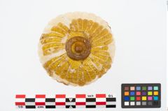 Foto von Glasrippenschale (NHMW-PRAE-025911)